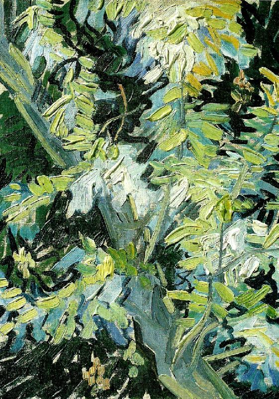 Vincent Van Gogh blommande akaciagrenar Norge oil painting art
